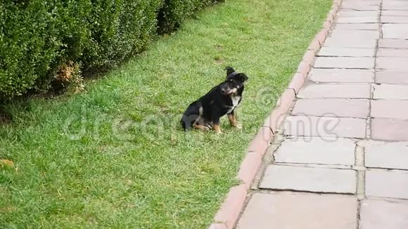 黑狗在公园里户外奔跑视频的预览图