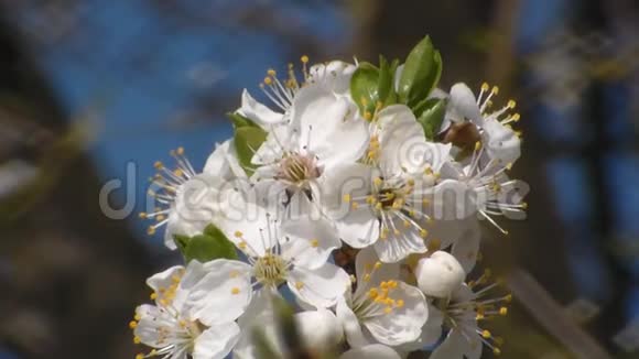 春天盛开的白色苹果树快关门视频的预览图