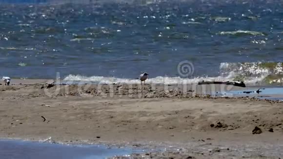 沙滩上鸟的海鸥波浪在沙岸上翻滚风吹视频的预览图