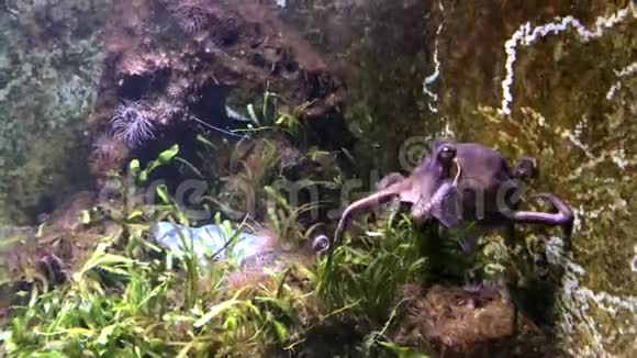 章鱼在水族馆里游泳视频的预览图