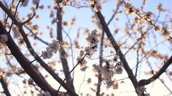 美丽盛开的杏树映衬着被太阳照亮的蓝天视频的预览图