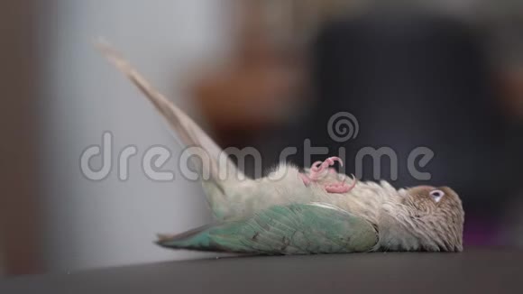 绿颊鹦鹉正在睡觉视频的预览图