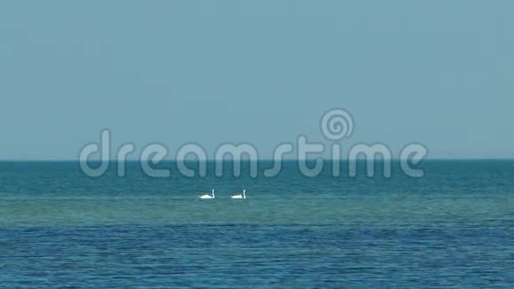 两只天鹅漂浮在海面上视频的预览图