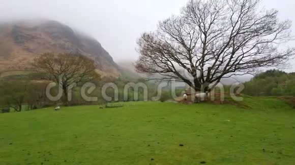草地上的羊和羊在草地上割草爱尔兰的典型景色视频的预览图