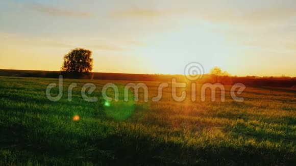 日落时的小麦田背景中有孤树和日出农业综合企业的理想场所视频的预览图