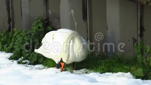 冬天天鹅在雪地里寻找食物视频的预览图