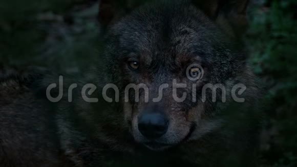 狼在森林深处寻找夜晚视频的预览图