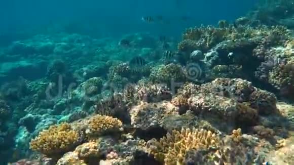 热带珊瑚礁埃及沙姆沙伊赫RasMohamed水下鱼类视频的预览图