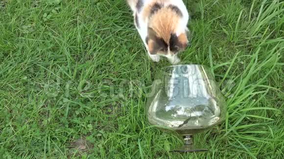 猫在绿色草地上的玻璃水族馆里用爪子抓鱼4K视频的预览图