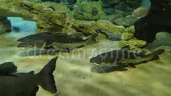 三条鲶鱼等在底部视频的预览图
