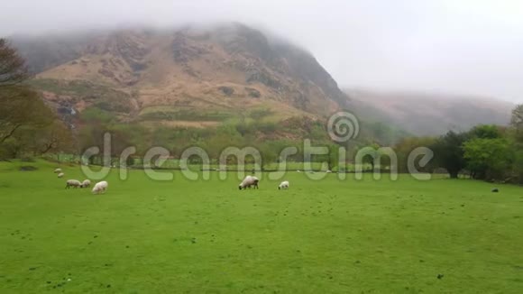 草地上的羊和羊在草地上割草爱尔兰的典型景色视频的预览图