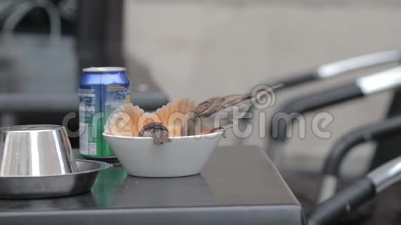 麻雀吃露台酒吧桌上的剩菜视频的预览图