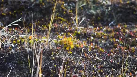 开阔的平原上长满了小草苔软苔藓录像山上草地上的岩石美丽的风景视频的预览图