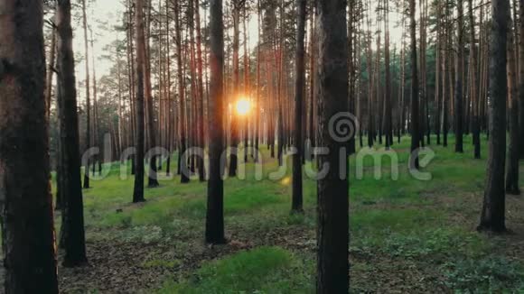 夏季森林树木日落时的树林阳光透过树木照耀自然美景空中特写新的开始后生活视频的预览图