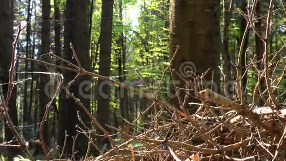 被包裹的干枝蜘蛛网落在森林的地板上视频的预览图