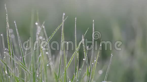 有露水的大草在风中摇曳春鸟歌唱夜莺鸟鸣视频的预览图