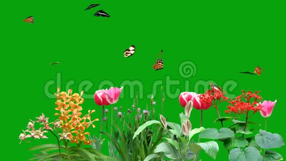 在绿屏背景的花园里飞舞的蝴蝶视频的预览图