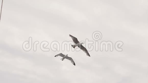 两只海鸥在海平面以上飞行希腊视频的预览图