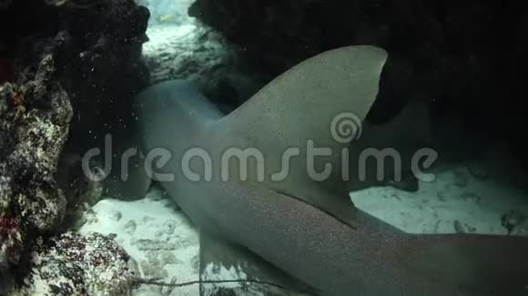 鲨鱼护士睡在水下洞穴里视频的预览图