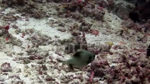 在马尔代夫惊人的海底背景下水下的鱼视频的预览图