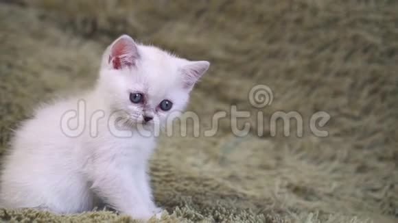 可爱的白色小猫坐在床上视频的预览图