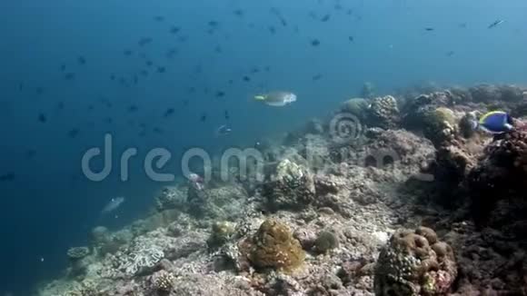 在马尔代夫惊人的海底普费尔菲什库格尔菲什德特罗顿斯水下捕鱼视频的预览图