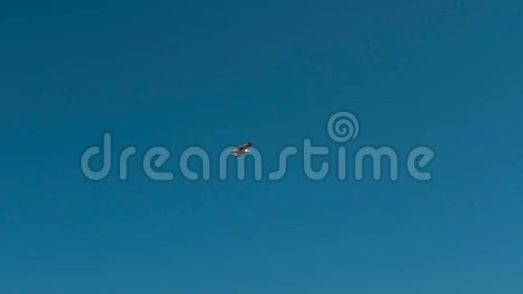 一只海鸥在蓝天的映衬下飞过亚得里亚海视频的预览图