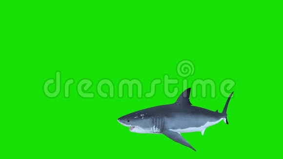 白鲨在圆圈中游动绿色屏幕三维渲染动画视频的预览图