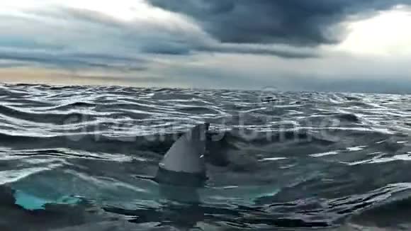 白色鲨鱼在圆圈海洋移动相机三维渲染动画视频的预览图