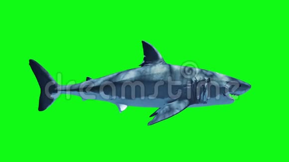 白鲨快速循环侧绿色屏幕三维渲染动画视频的预览图
