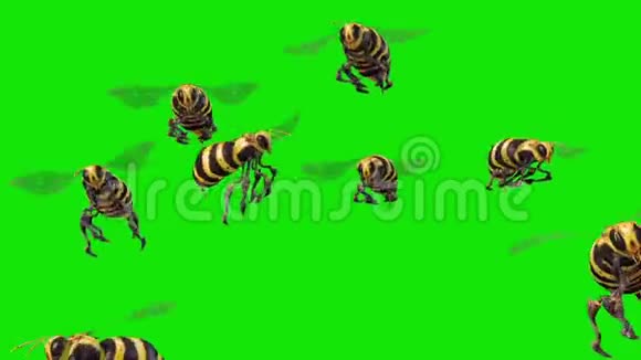 蜂蜂群飞翔绿色屏幕三维渲染动画视频的预览图