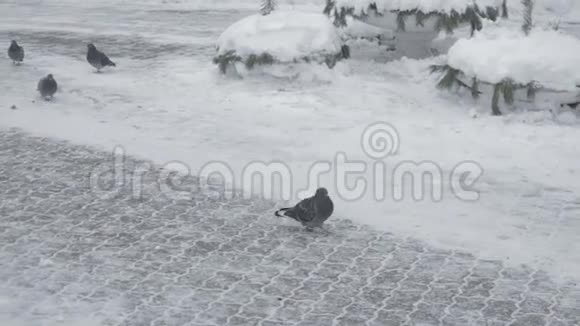 鸽子笨拙地走在白雪覆盖的表面上视频的预览图