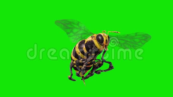蜜蜂黄蜂苍蝇循环绿幕3D渲染动画视频的预览图