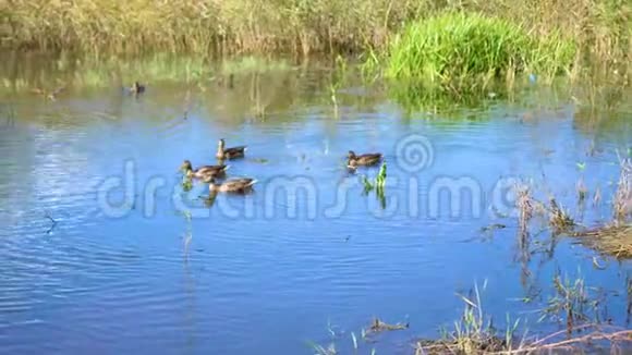 公园里的一个小湖岸边的黄树野鸭在湖上游泳天空的倒影视频的预览图