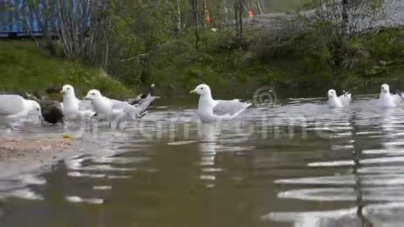 夏天池塘里的海鸥和野鸭在觅食视频的预览图