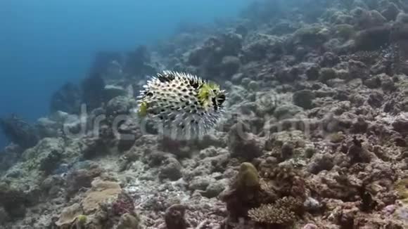 在马尔代夫惊人的海底鱼胆在水下视频的预览图