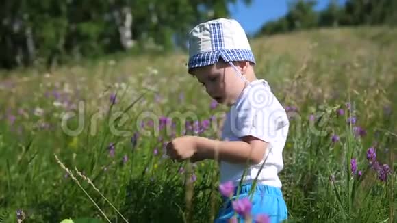 在草地上用网捕蝴蝶的男孩炎热的晴天新鲜空气中的娱乐视频的预览图
