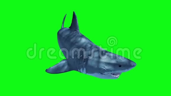 白鲨攻击循环绿屏3D渲染动画视频的预览图