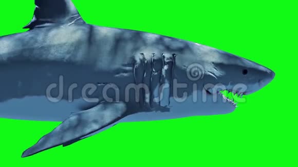 白色鲨鱼快速循环关闭绿色屏幕3D渲染动画视频的预览图
