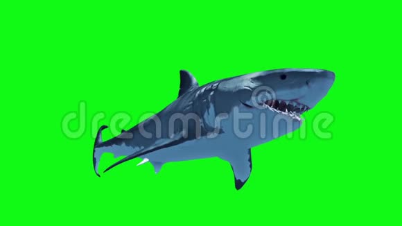 白鲨快速循环绿屏3D渲染动画视频的预览图