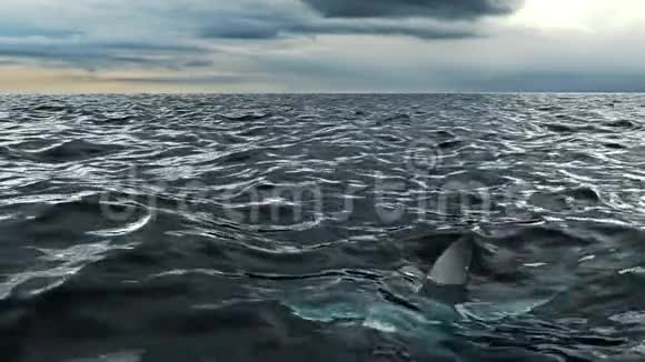 白鲨在圆形海洋中游动三维渲染动画视频的预览图