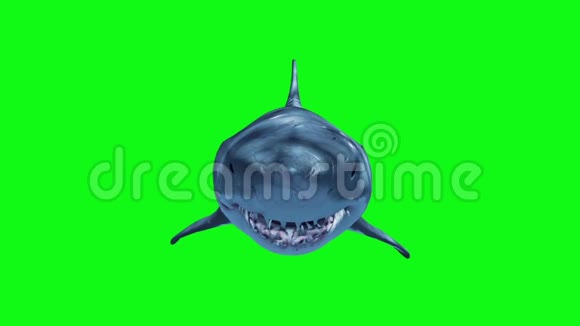 白鲨快速循环前绿屏3D渲染动画视频的预览图