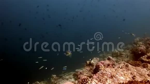 在马尔代夫惊人的海底普费尔菲什库格尔菲什德特罗顿斯水下捕鱼视频的预览图