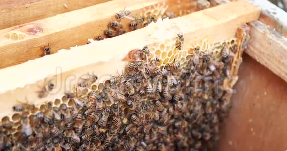 蜜蜂蜂巢的框架养蜂人收获蜂蜜养蜂人检查蜂箱视频的预览图