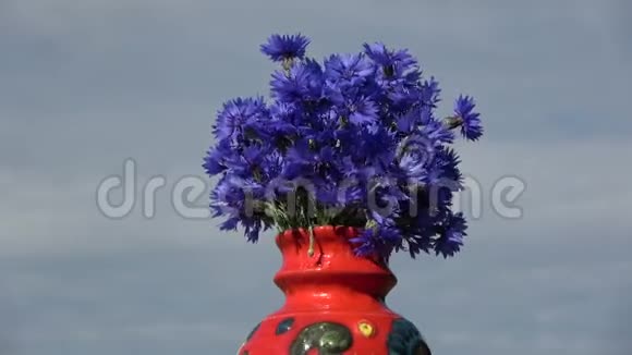 旋转红色陶瓷花瓶与蓝色矢车菊花束视频的预览图