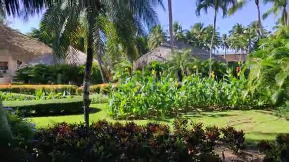 度假胜地的热带花园视频的预览图