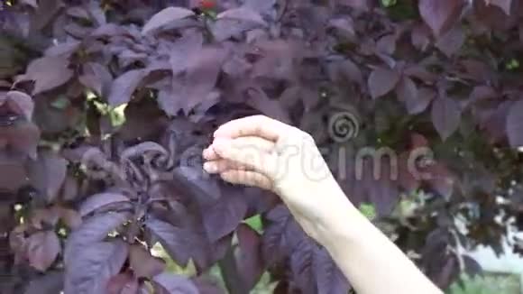 夏天公园里雌性手摸着树叶视频的预览图