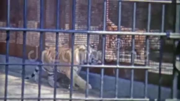 1973年孟加拉虎在封闭的动物园牢房里华盛顿特区视频的预览图