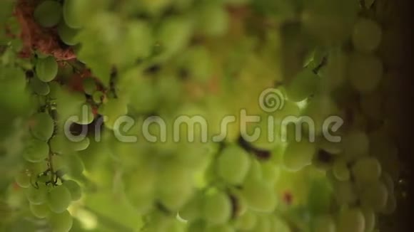 一束葡萄在雨中视频的预览图