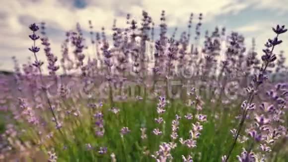 法国普罗旺斯的一片田野田野里薰衣草的花在蓝天和云彩的映衬下显得很近视频的预览图